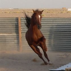 In Marrakesch equitation