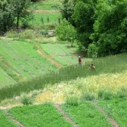 Die kleinen Landwirtschaft in der Region von Marrakesch-tensift-AL Haouz