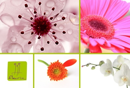 Blüte'in