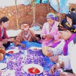 Die safranière der ourika